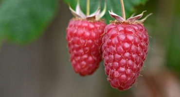 Popis obří odrůdy maliny (pýcha ruska), výsadba a péče